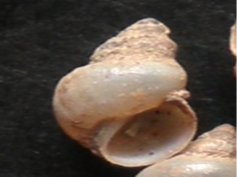 Lymnaea truncatula (O.F.Müller, 1774)